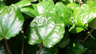 How to propagate The betel (Piper betle)