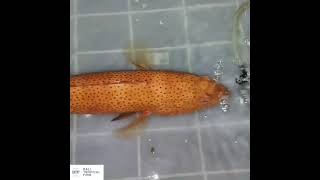 Kerapu Merah, Sunu, Leopard coral grouper, plectropomus Leopardus....