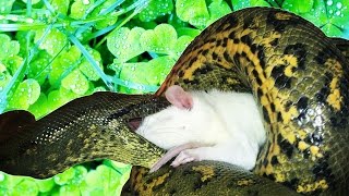 Кормление гигантской анаконды. Anaconda feeding