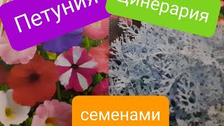 Петуния и Цинерария. Посев семенами 🌺