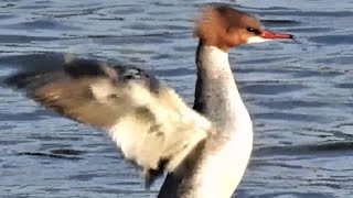 トビが自分より大きな魚を食べていました。　ヒドリガモ　コガモ　ダイサギ　カワアイサ　カワラヒワ　キジ　カワウ　トビ