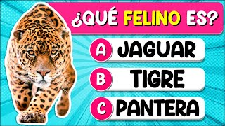 ✅Test Sobre "FELINOS"🐱🦁🐯| ¿Cuánto Sabes Sobre "FELINOS"? Test/Trivial/Quiz