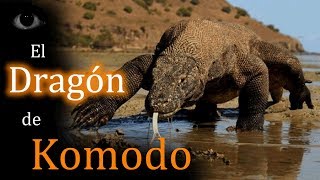 El dragón de Komodo: El lagarto más grande del mundo.