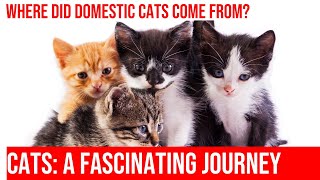 The Fascinating Origins of Domestic Cats