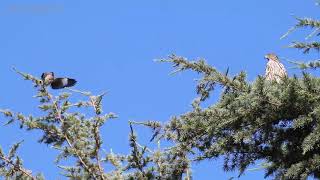 Mockingbird aggravating a Cooper's Hawk