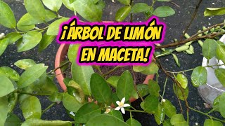 ¡COMO TENER UN ÁRBOL DE LIMÓN EN MACETA!