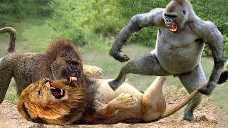 20 Tragic Moments when Gorillas And Baboons Fight Each Other And Other Ferocious Predators