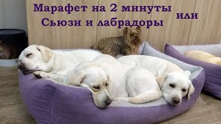 Марафет на 2 минуты или Сьюзи и Лабрадоры.