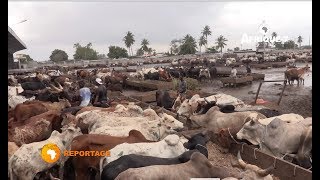 Prix du kilo de viande à l' abattoir de Port-Bouet, le consommateur volé