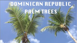 Dominican Republic Palm Trees Serenity || Blue Sky Zen