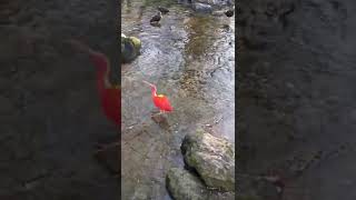 It's the magnificent Scarlet Ibis from Trinidad and Tobago #nature #scarletibis #trinidadandtobago