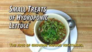 DIY: Hydroponic Lettuce. The Joys Of Indoor Gardening, Small Treats. (Subscribers Appreciation Post)