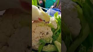 Adorable Cockatiel 😘😍 Eating Veggies 🥬🥦 #youtubeshorts #viralvideo #birds #cockatiel #cute #funny