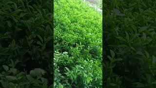 Kagji  variety of lemon ready for Transplanting #shorts #viral #latest