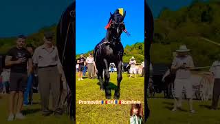 Horse Dancing #horse #stallions #shorts