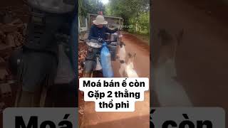 Bán hàng ế còn gặp hai thằng thổ phỉ #pets #cuncung