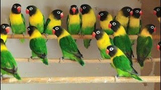 Yellow-collared African Lovebirds