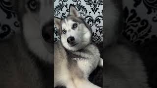 Brilliant Dog 🐕 #viralvideo #dog #trend #trending #viralshorts #pets