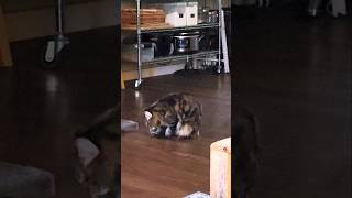 Cat Going Crazy Over Her Tail #cats #pets #animals #crazycat