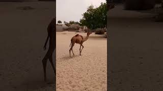 #desert #camel #beautiful #video #viral