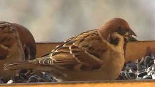 Vrabec polní (Passer montanus) Eurasian tree sparrow