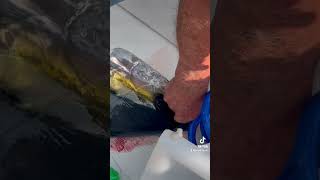 #fishing #fishingvideo #fish #tunafishing #fishingvideo #tuna #fish #fishhooks #mahi #bait #squid