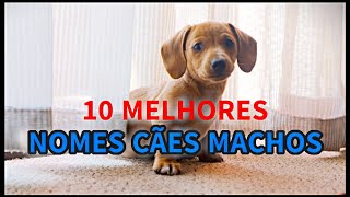 Dica pet : 10 MELHORES NOMES PARA CÃES MACHOS OU GATOS