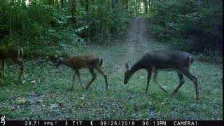 doe with two fawns