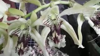 Orchid of Indonesia - species orchid - with nice fragrance - coelogyne asperata