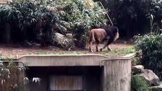 Bored Lion at Washington Zoo