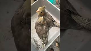 Cocktail Hand feeding chicks for sale 9880891873 #trending #youtubeshorts #shorts