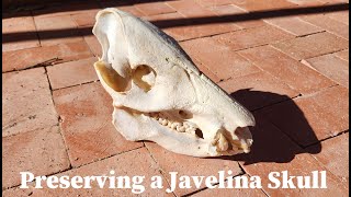 Preserving a Javelina Skull