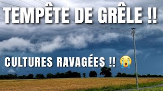 TEMPÊTE DE GRÊLE !!! bilan catastrophique sur culture 😱