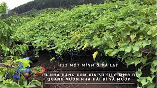 #51|CS1MƠĐL| Xin Su Su, Mít nhà hàng xóm và hái Bí mướp quanh vườn