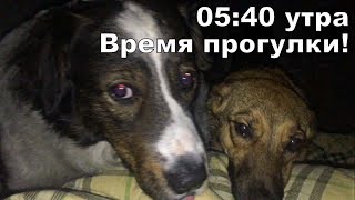 Вместо Будильника, будят любимые питомцы и очень очень рано