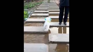 Doggie crossing water #funny #pets