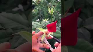 How to Breeding Rose Flower 🌹