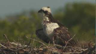 Osprey nest filming (MAKING OF)