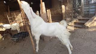 qasmi goat faram 2018 pipar jodhpur