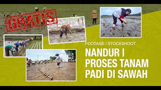 TANDUR, NANDUR | PROSES TANAM PADI DI SAWAH | FREE FOOTAGE | FREE STOCKSHOOT | NO COPYRIGHT