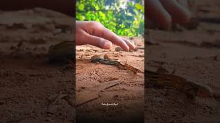 #snakerescue #snake #shortvideos #viralvideos #wildlife #10000views #animal #trendingshorts