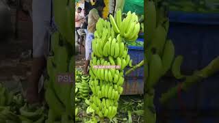 Bnana harvesting #banana #harvesting #bananafarming #bananafertilizer #verityes #india #agriculture