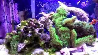 How to setup a 10 Gallon Nano Reef Tank, update