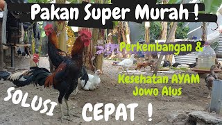 SOLUSI CEPAT Perkembangan & Kesehatan Ayam JOLUS