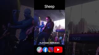 Sheep - Floydian Memories