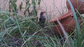 Foi filmado o ladrão da comida do cão