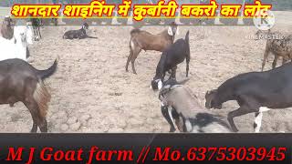 किशनगढ़ बकरी फार्म // उपलब्ध कुर्बानी 50 बकरो का लॉट // live stock #qurbanicollection #youtubevideos