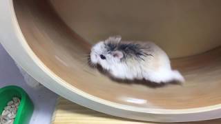 hamster running on wheel