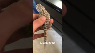 #lizard #sad #2024