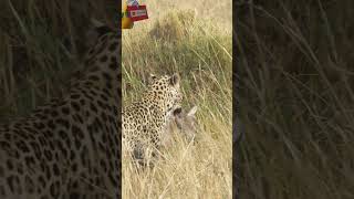 Majestic Leopard  Hunting